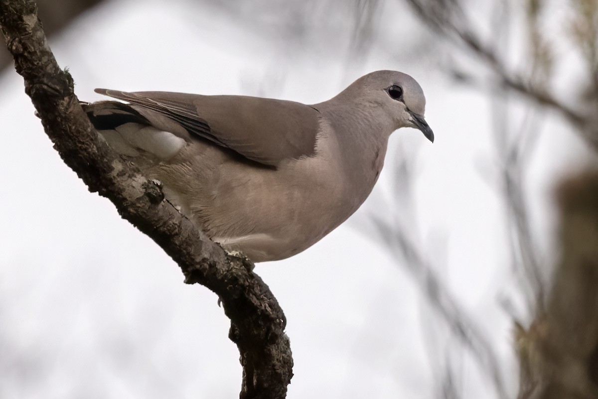Large-tailed Dove - ML534700341