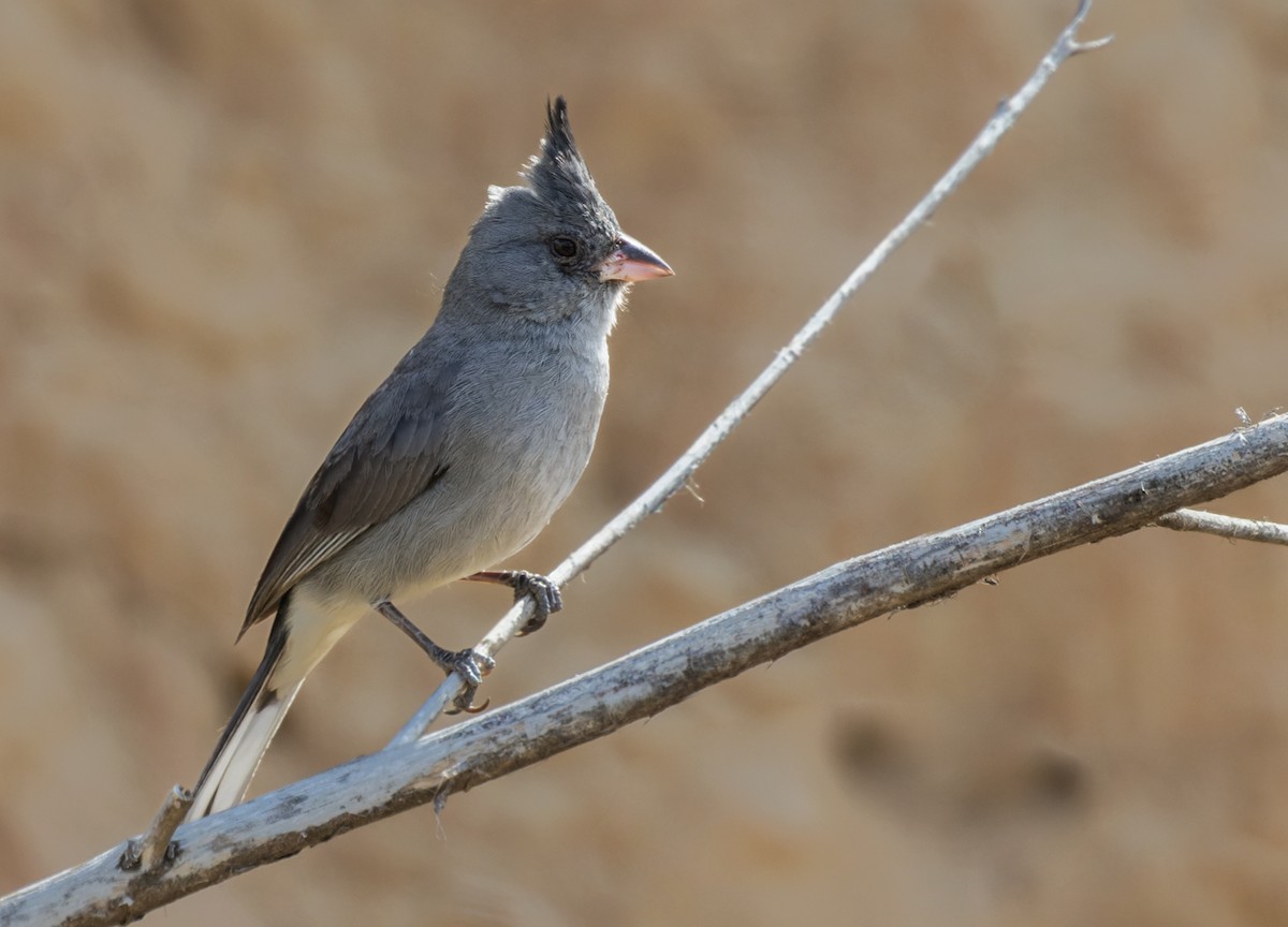 Gray-crested Finch - Lars Petersson | My World of Bird Photography