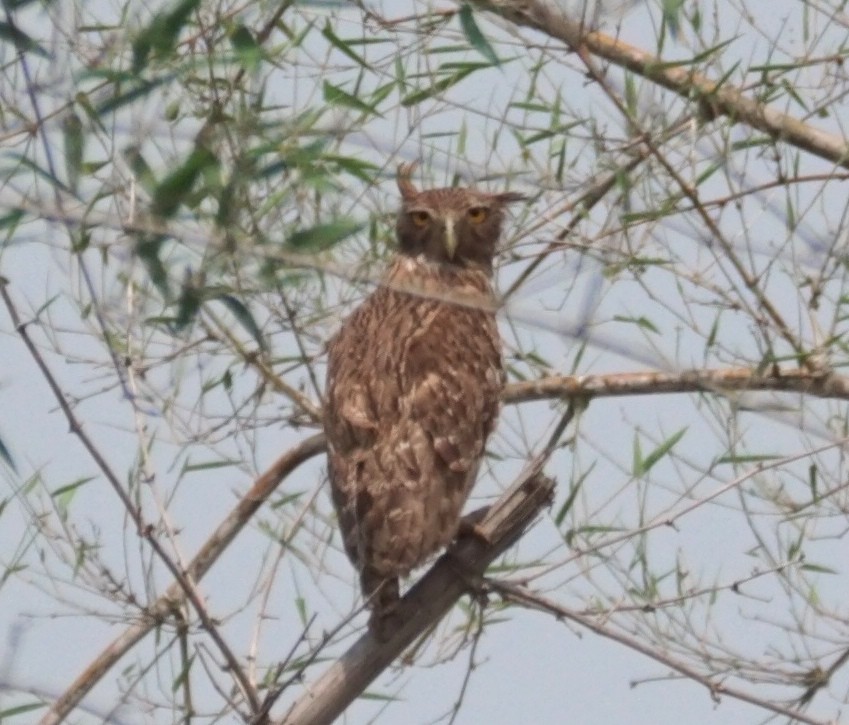 Brown Fish-Owl - Sandhya Lenka