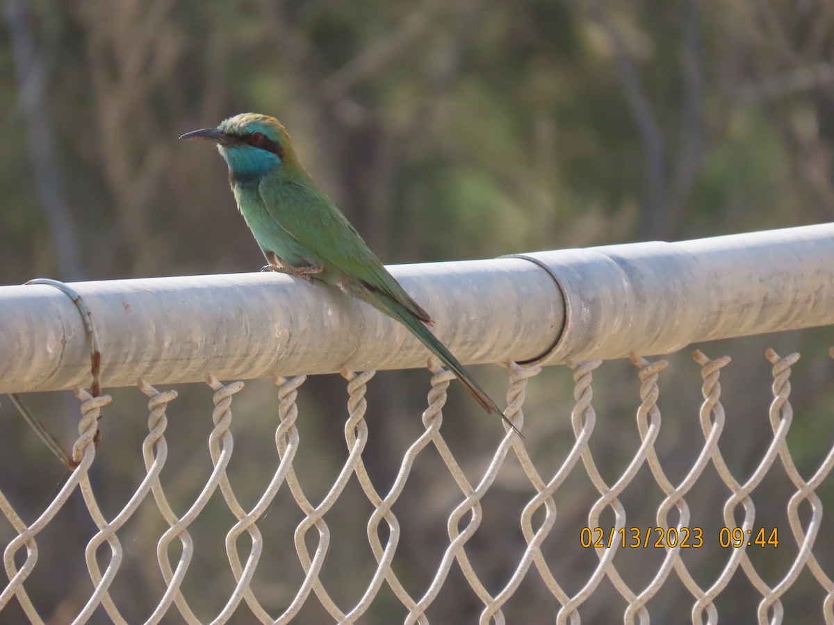 Arabian Green Bee-eater - ML534704691
