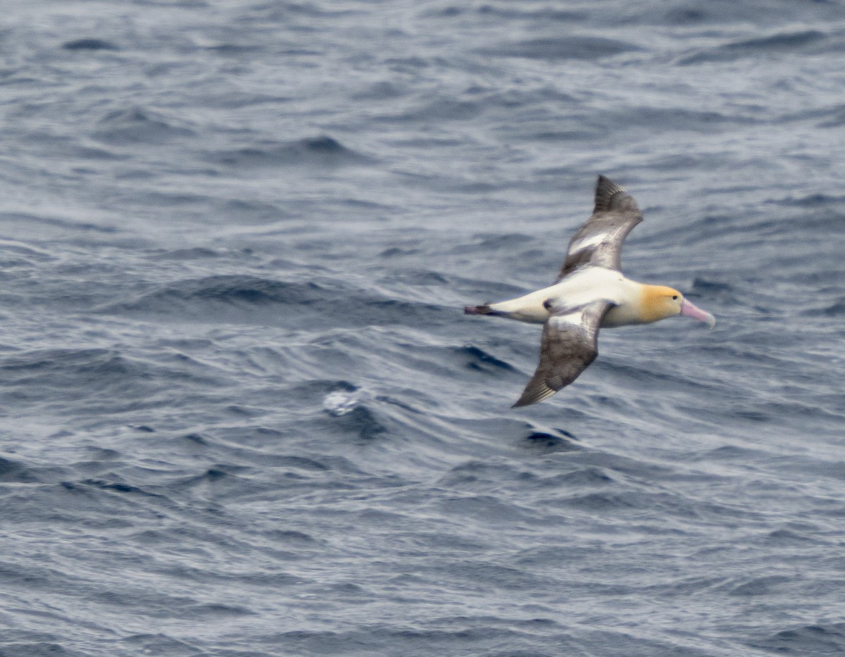 Albatros à queue courte - ML534708751