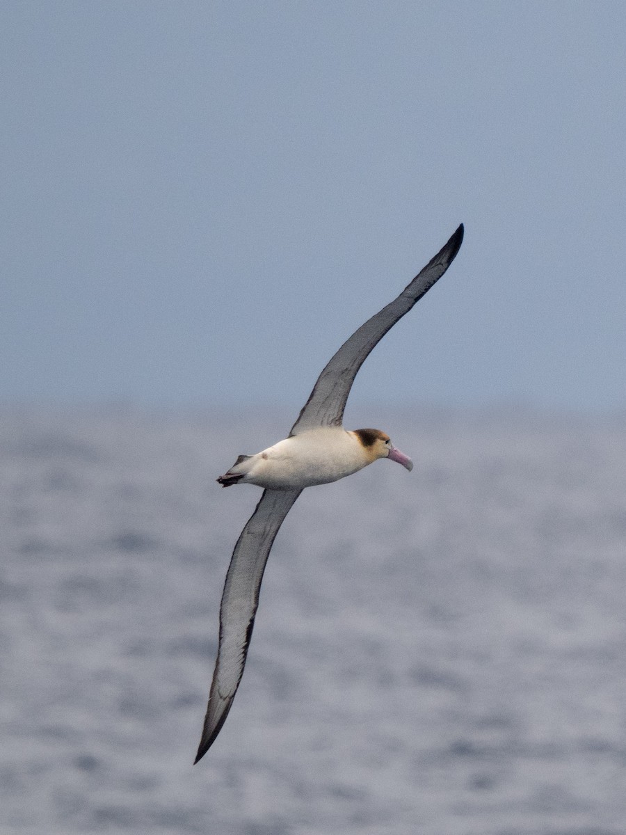 Albatros à queue courte - ML534711031