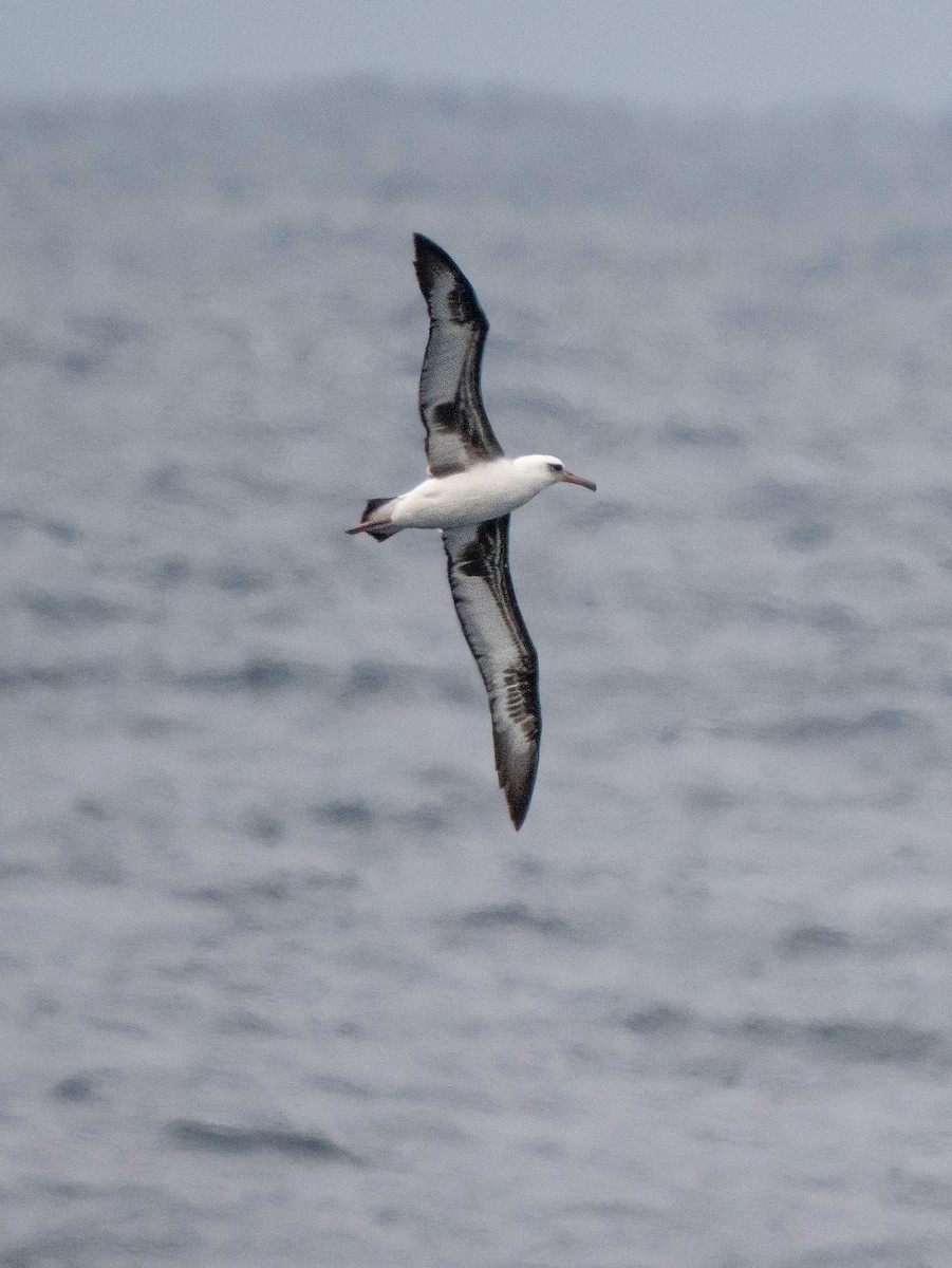 Laysan Albatross - ML534711741