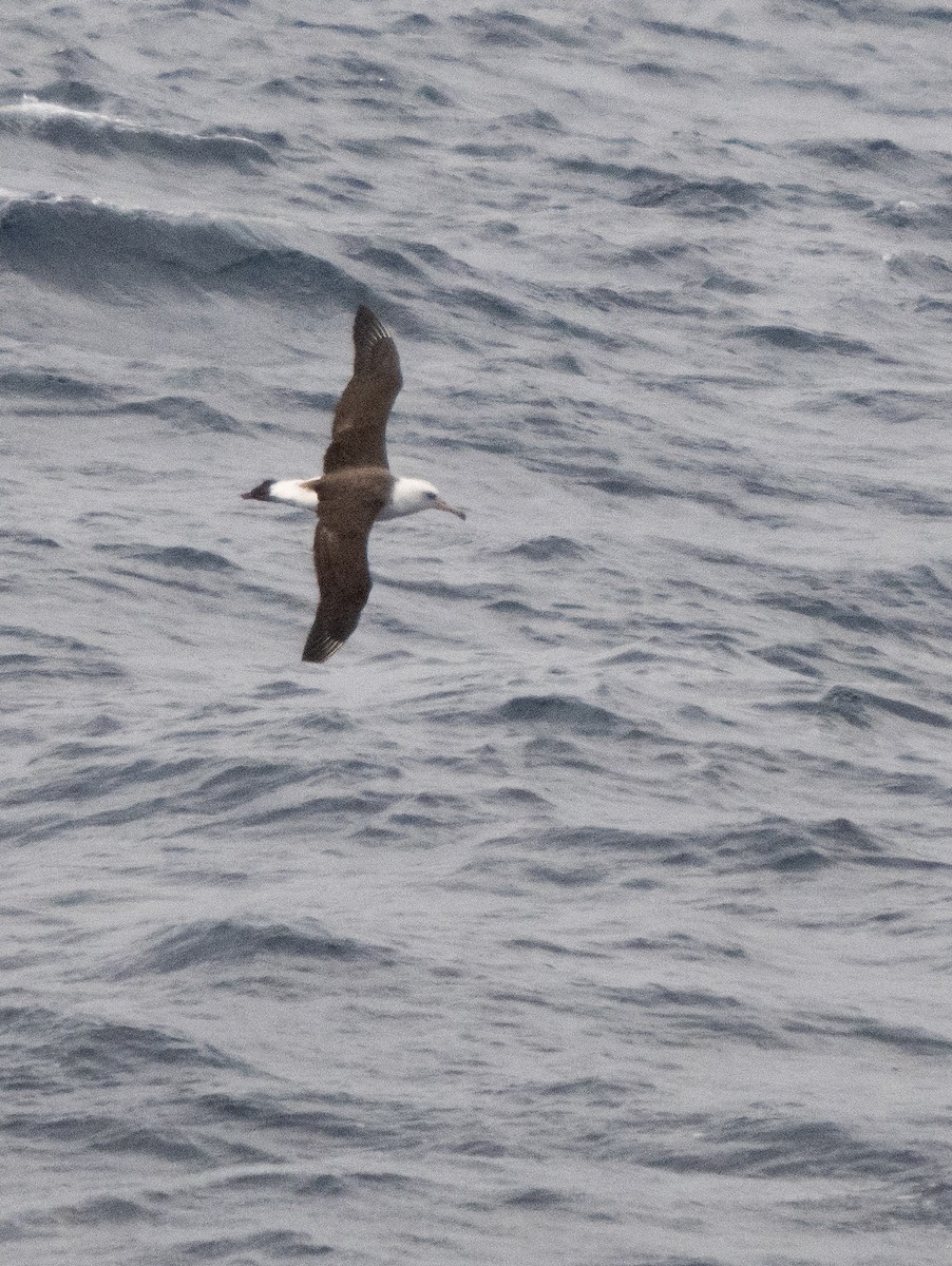 Albatros de Laysan - ML534711751