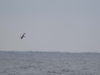 Black-tailed Gull, ML534712371