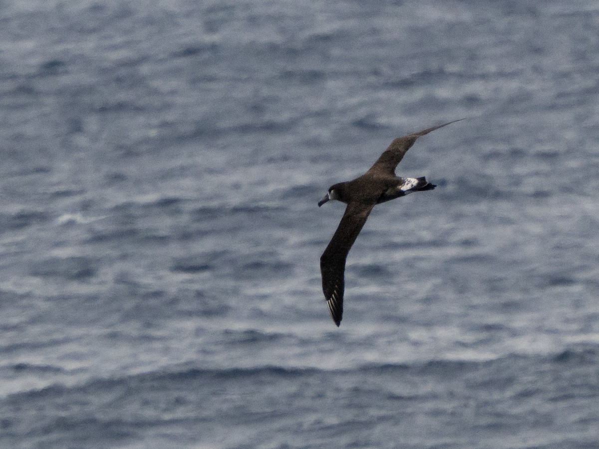 Albatros à pieds noirs - ML534713031