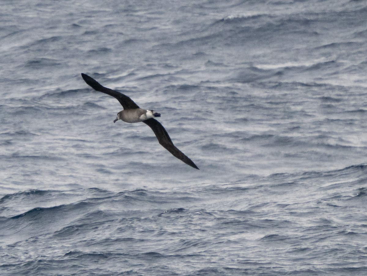 Albatros à pieds noirs - ML534713041