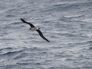 Black-footed Albatross, ML534713041
