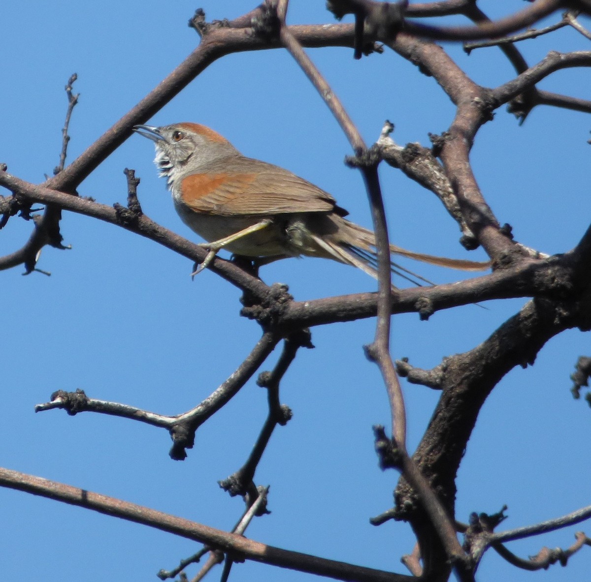 Sooty-fronted Spinetail - ML534714501