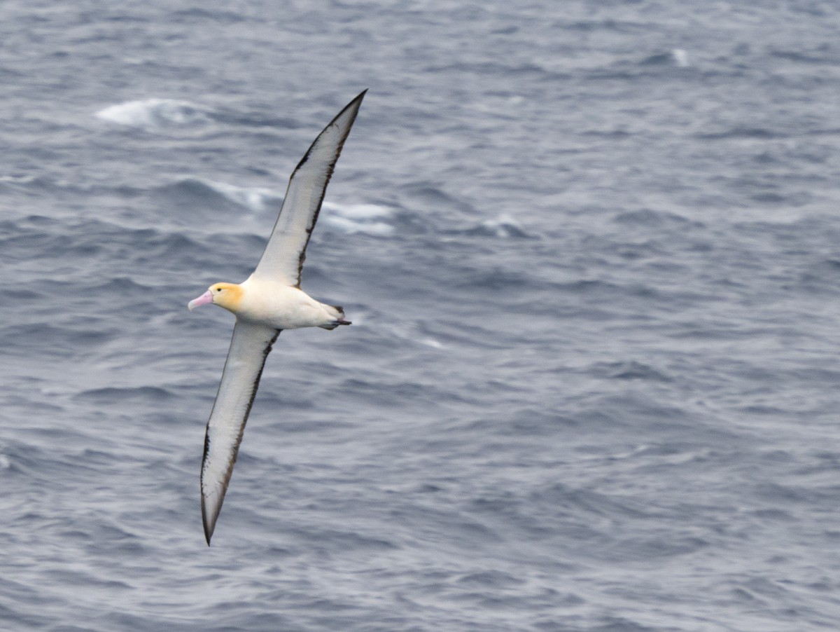 Albatros à queue courte - ML534714911