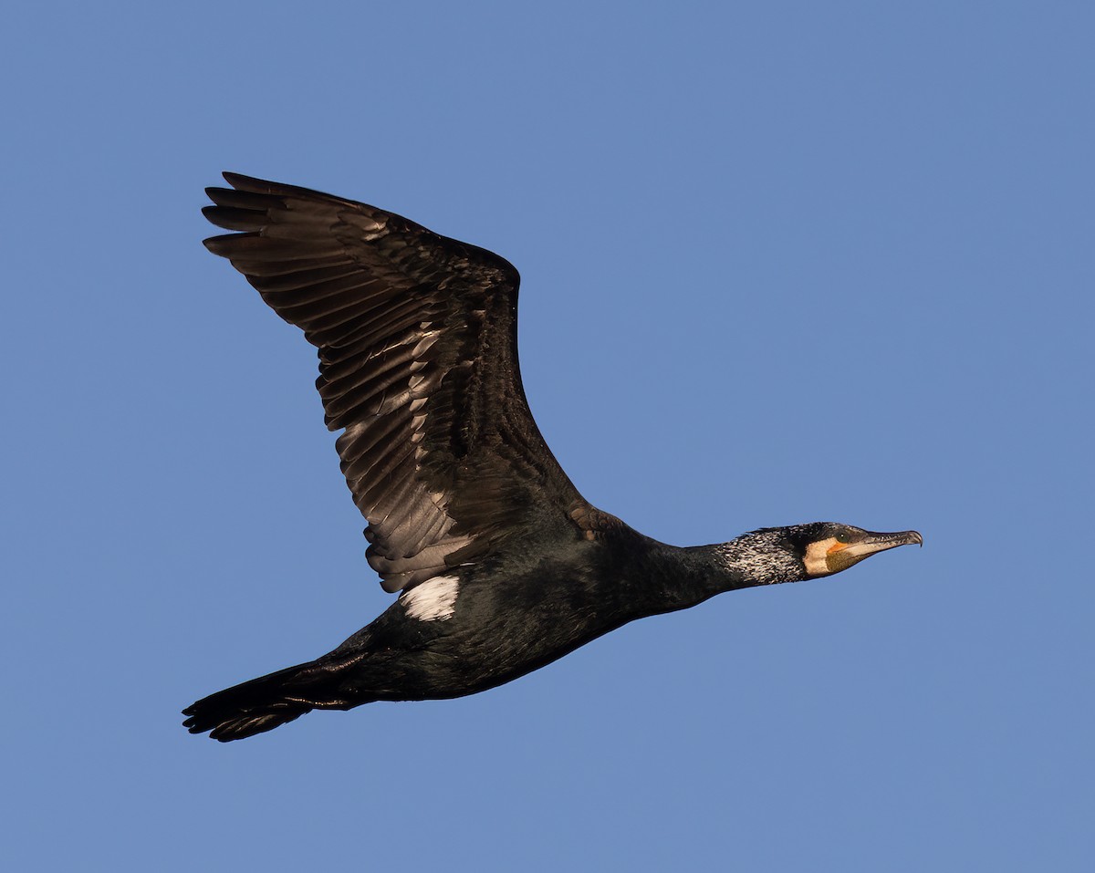 Great Cormorant - Bernat Garrigos