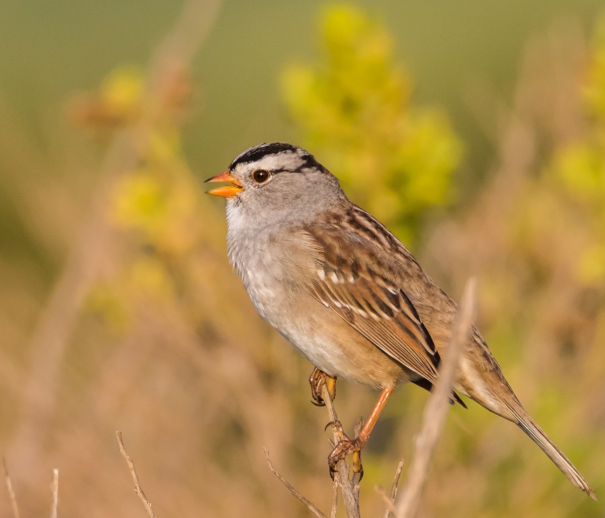 White-crowned Sparrow - Chezy Yusuf