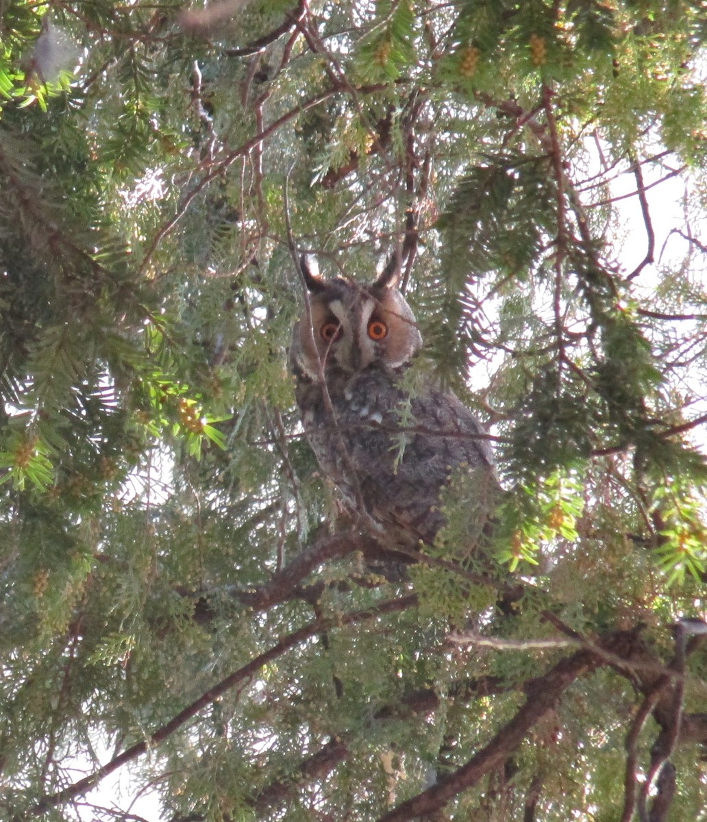 Long-eared Owl - ML534719411