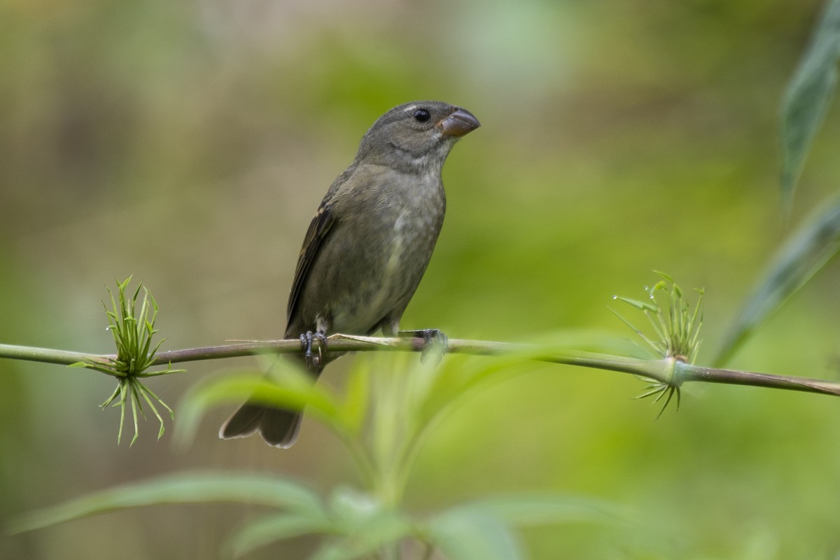 Buffy-fronted Seedeater - ML534720621