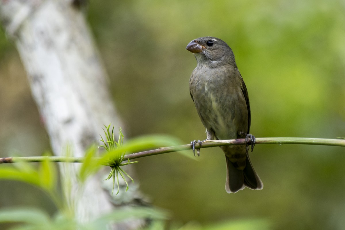 Buffy-fronted Seedeater - ML534720631