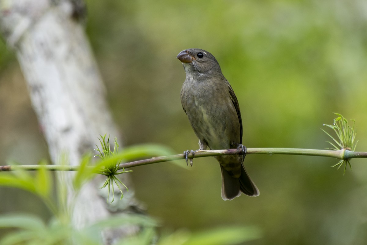 Buffy-fronted Seedeater - ML534720641