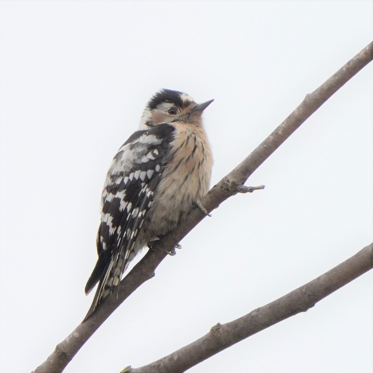 Lesser Spotted Woodpecker - ML534721861