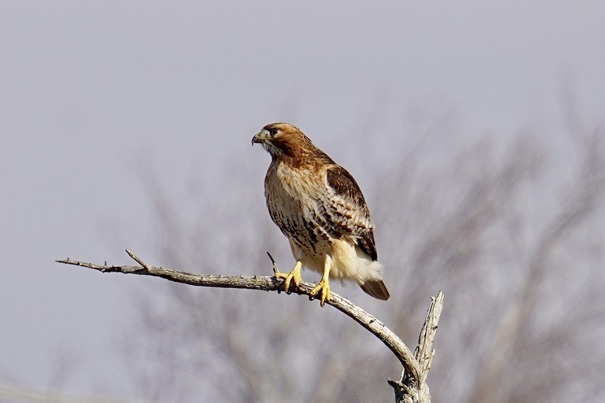 Red-tailed Hawk - ML534724831
