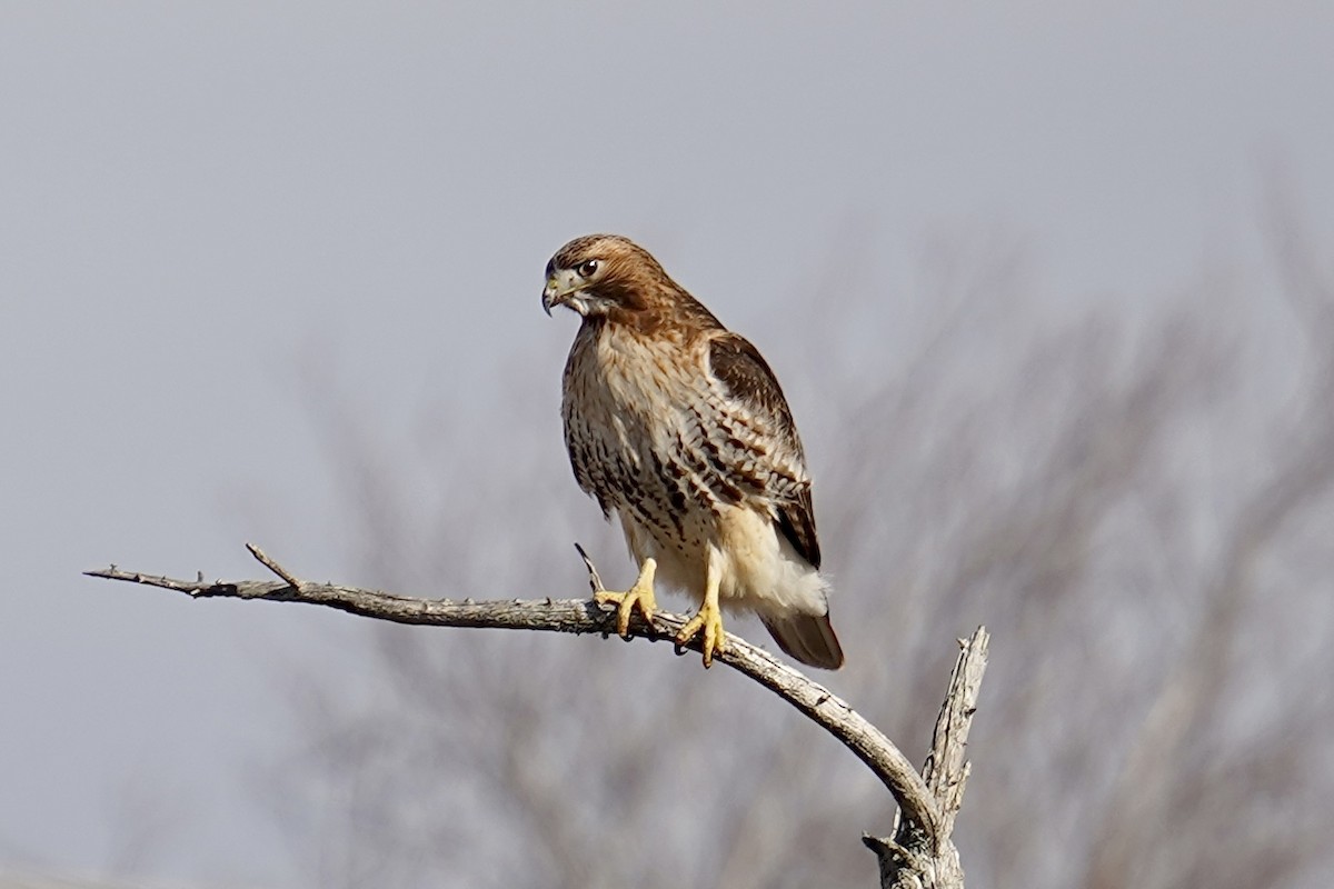 Red-tailed Hawk - ML534724841