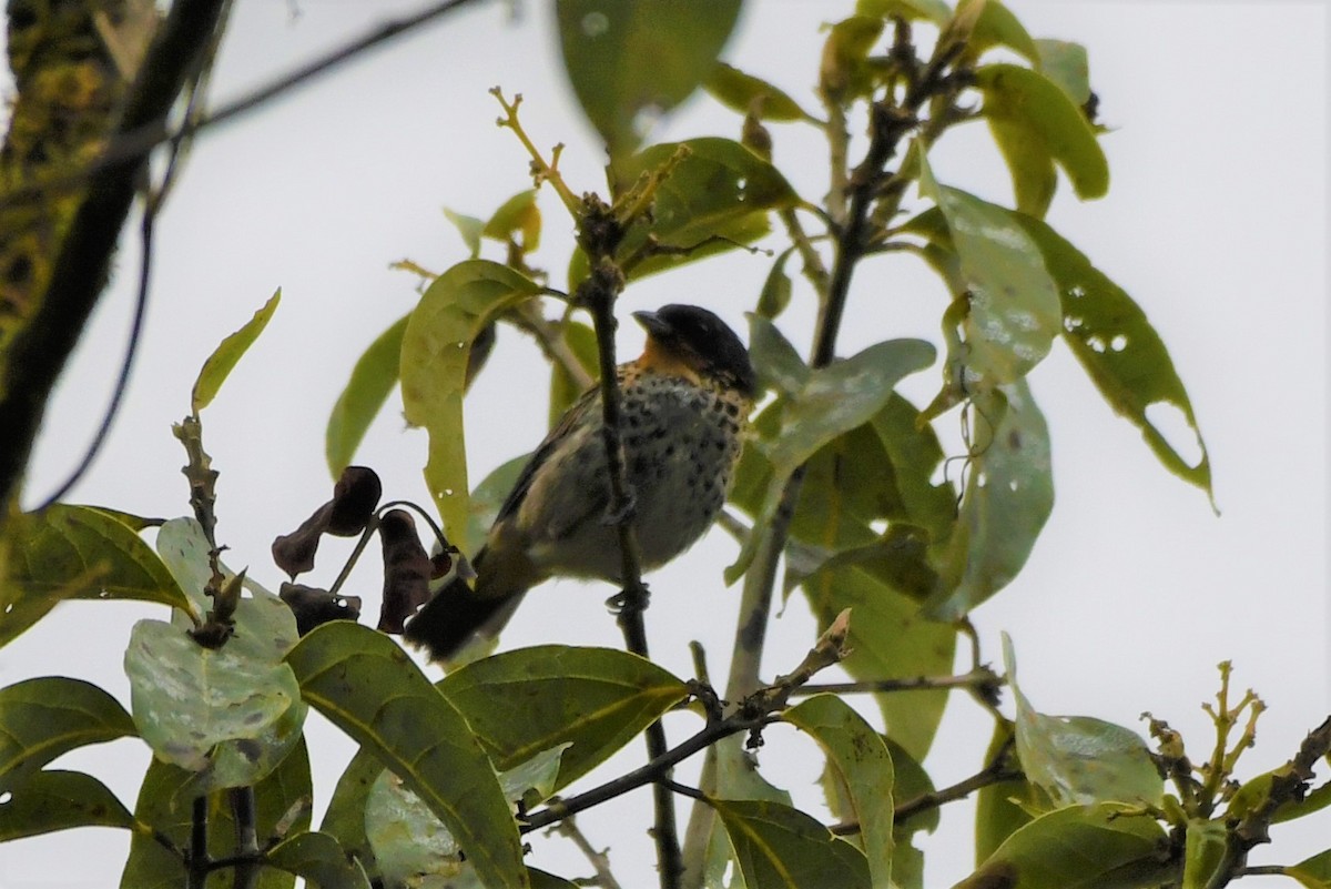 Rufous-throated Tanager - ML534724861