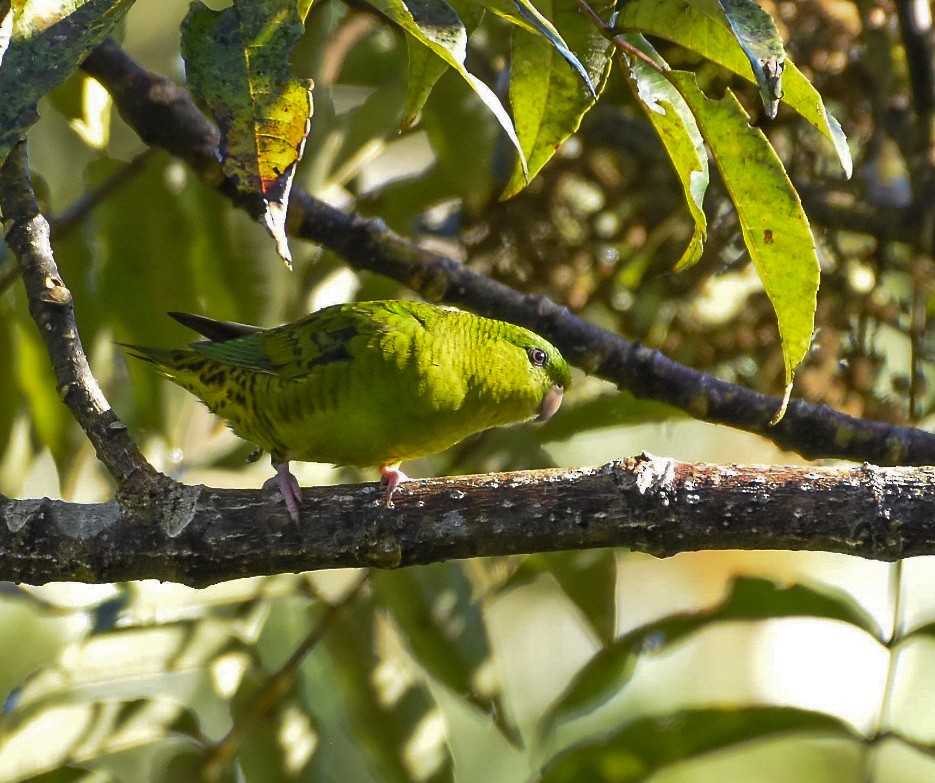 Barred Parakeet - Esteban Matías (birding guide) Sierra de los Cuchumatanes Huehuetenango esteban.matias@hotmail.com                             +502 53810540