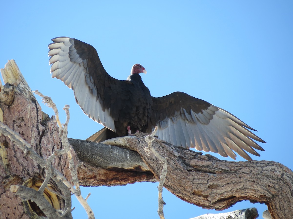 Turkey Vulture - Adam Otten