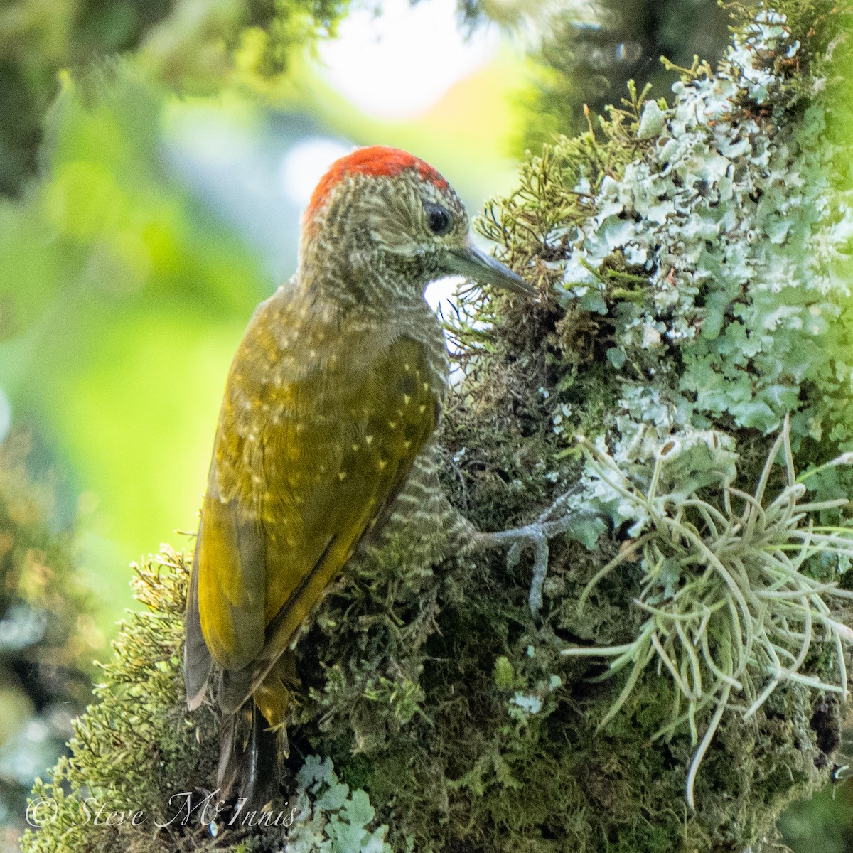 Dot-fronted Woodpecker - ML534740611