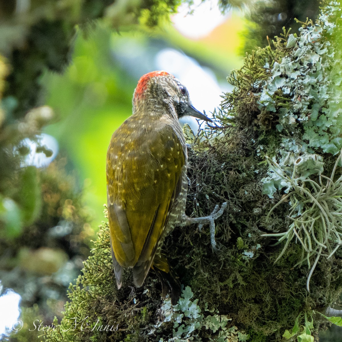 Dot-fronted Woodpecker - ML534740621