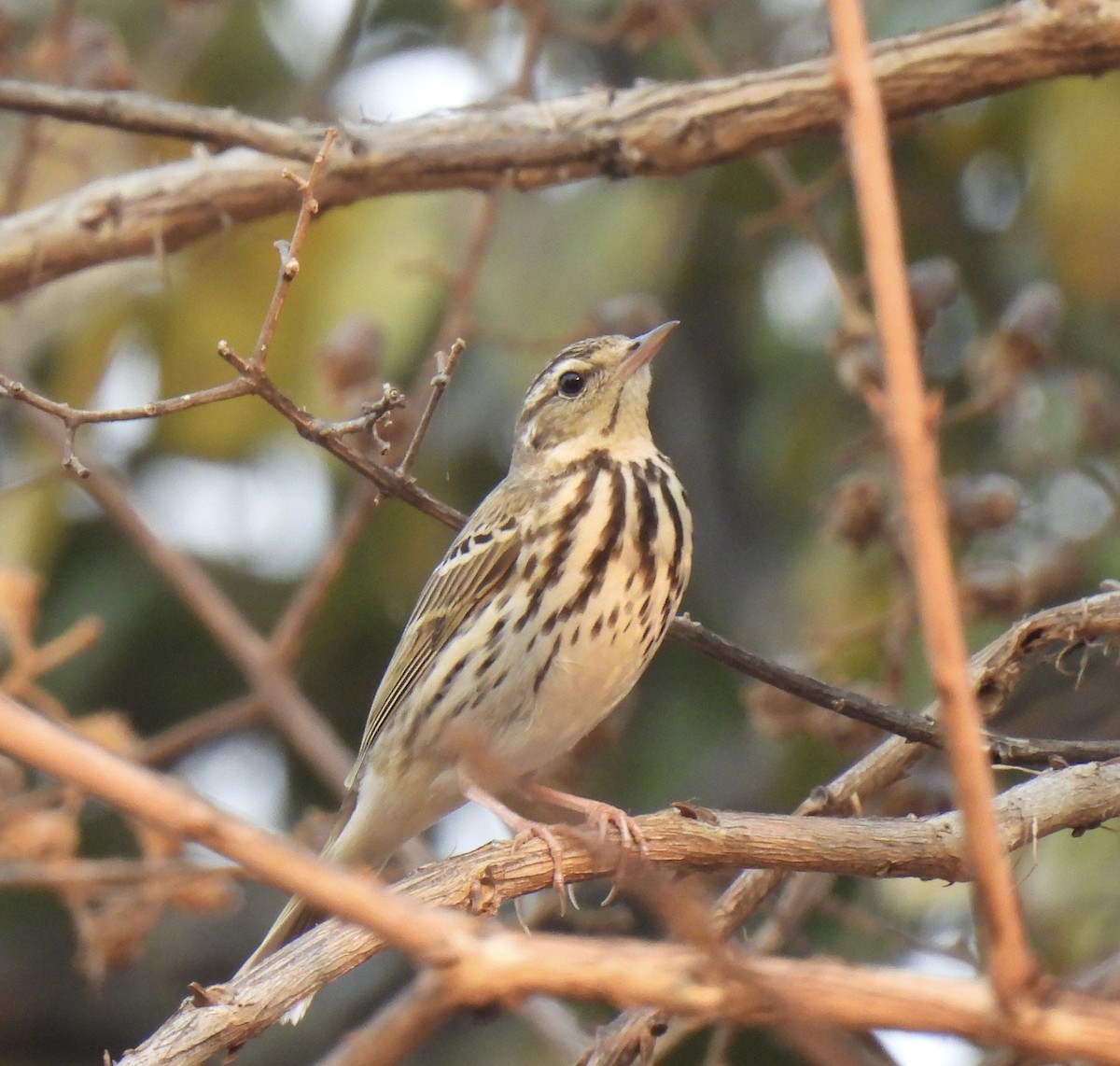 Olive-backed Pipit - ML534741191