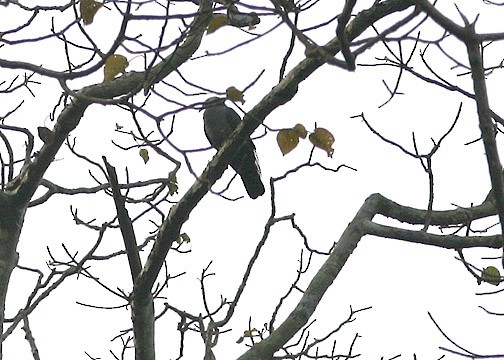 Pigeon des Andaman - ML534742001