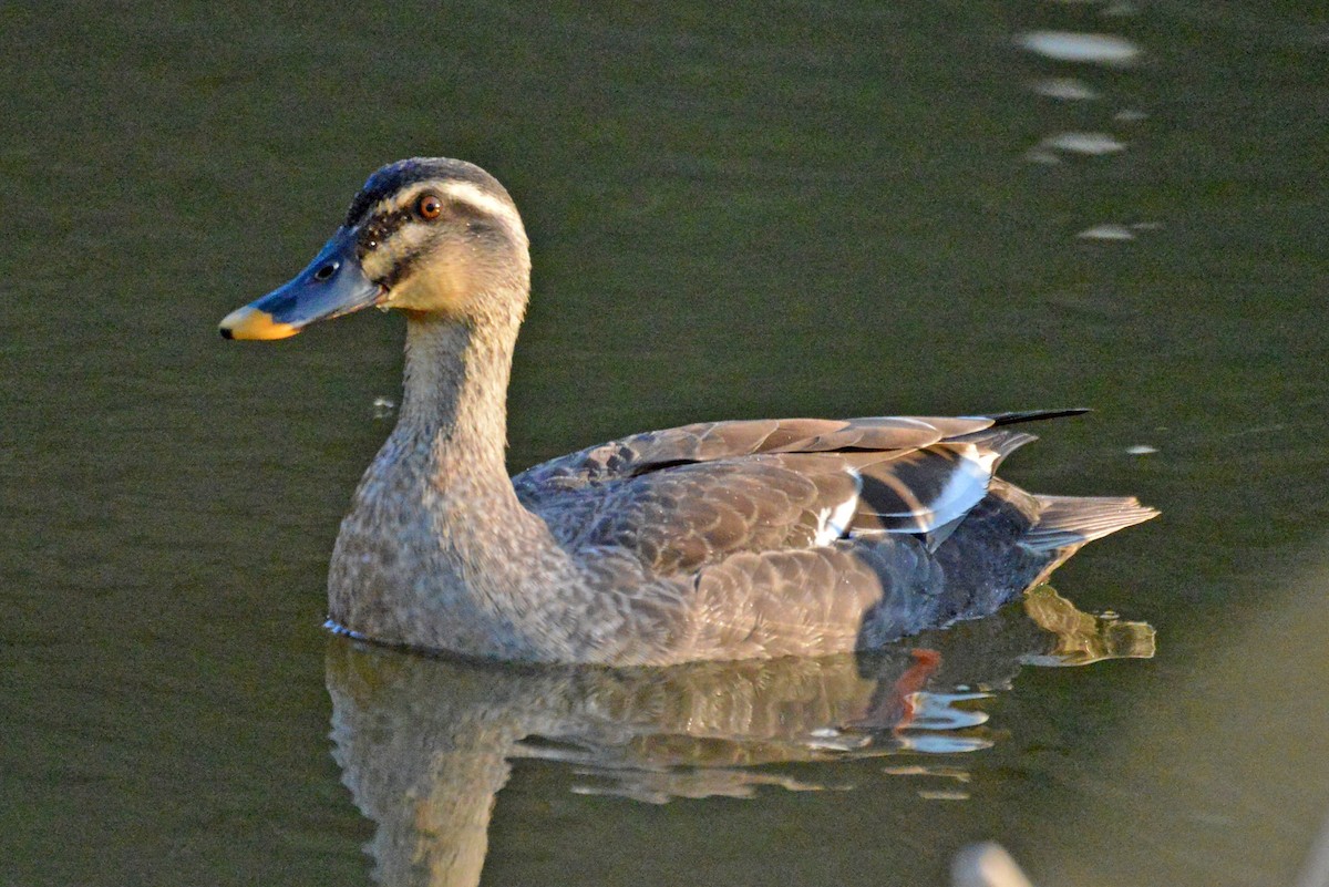 Eastern Spot-billed Duck - Michael Hatton