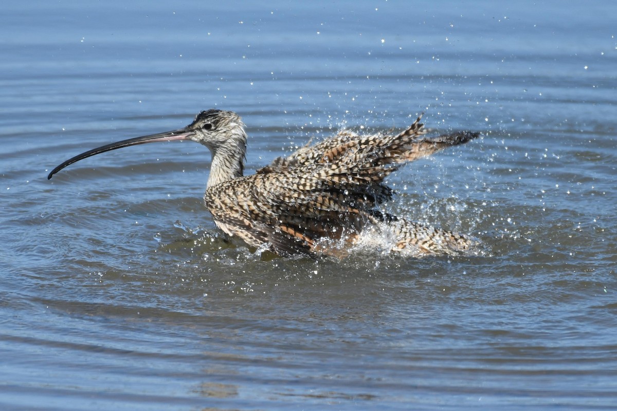 Long-billed Curlew - ML53475071