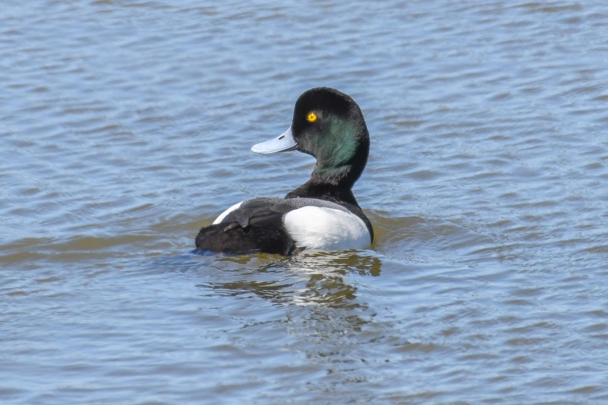 Greater Scaup - ML53475171