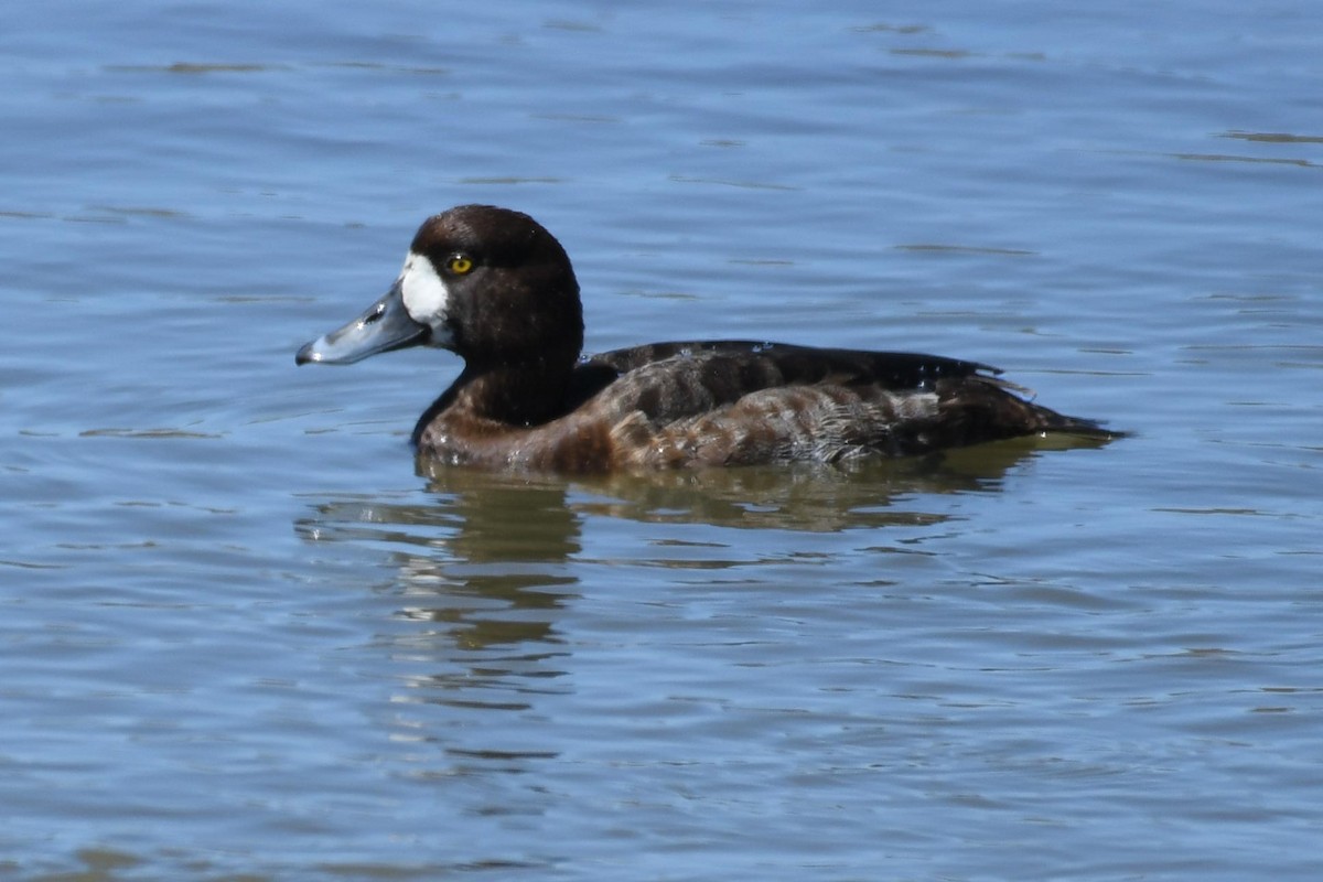 Greater Scaup - ML53475181