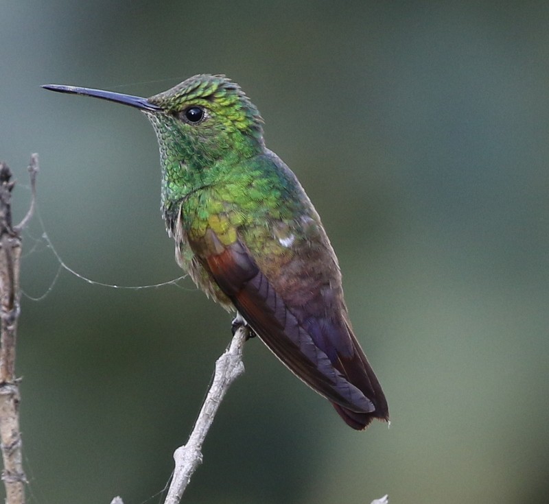 Berylline Hummingbird - logan kahle