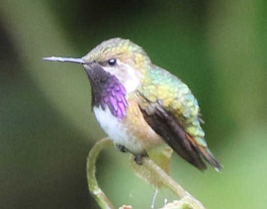 Bumblebee Hummingbird - logan kahle