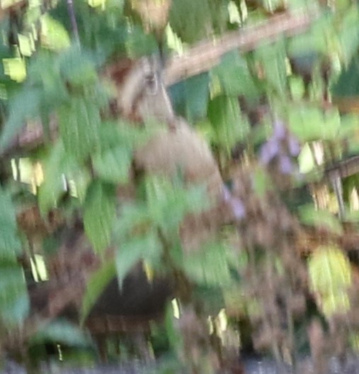 Rusty Sparrow - logan kahle
