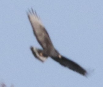 Zone-tailed Hawk - ML53475621