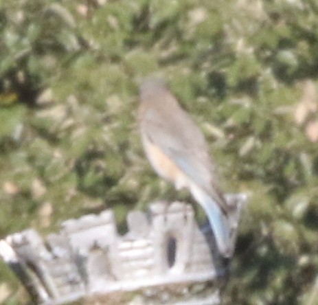 Eastern Bluebird - logan kahle
