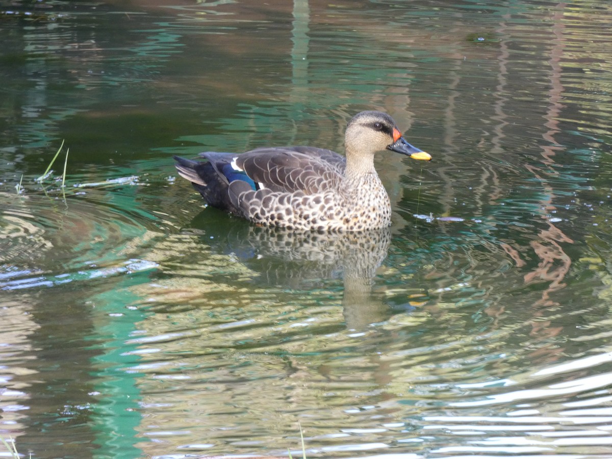 Indian Spot-billed Duck - ML534761721
