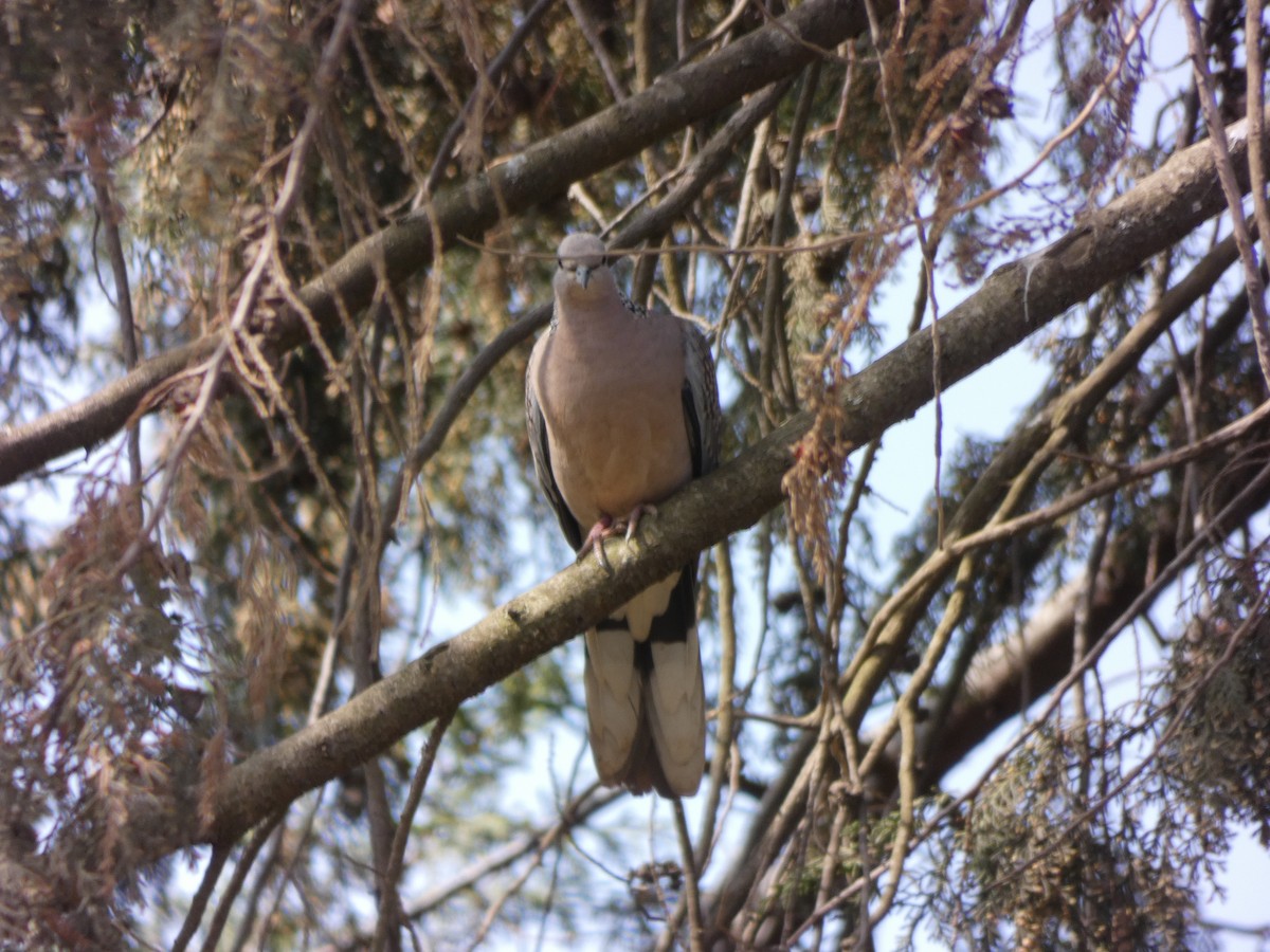 Spotted Dove - ML534761871