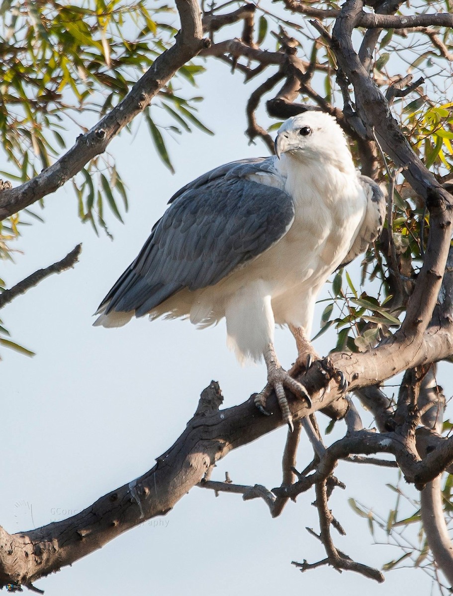 White-bellied Sea-Eagle - Gilvertt Concepcion