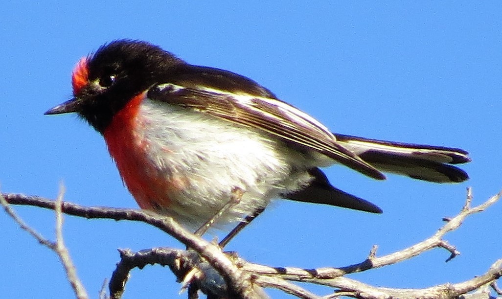 Red-capped Robin - Kathy Wilk