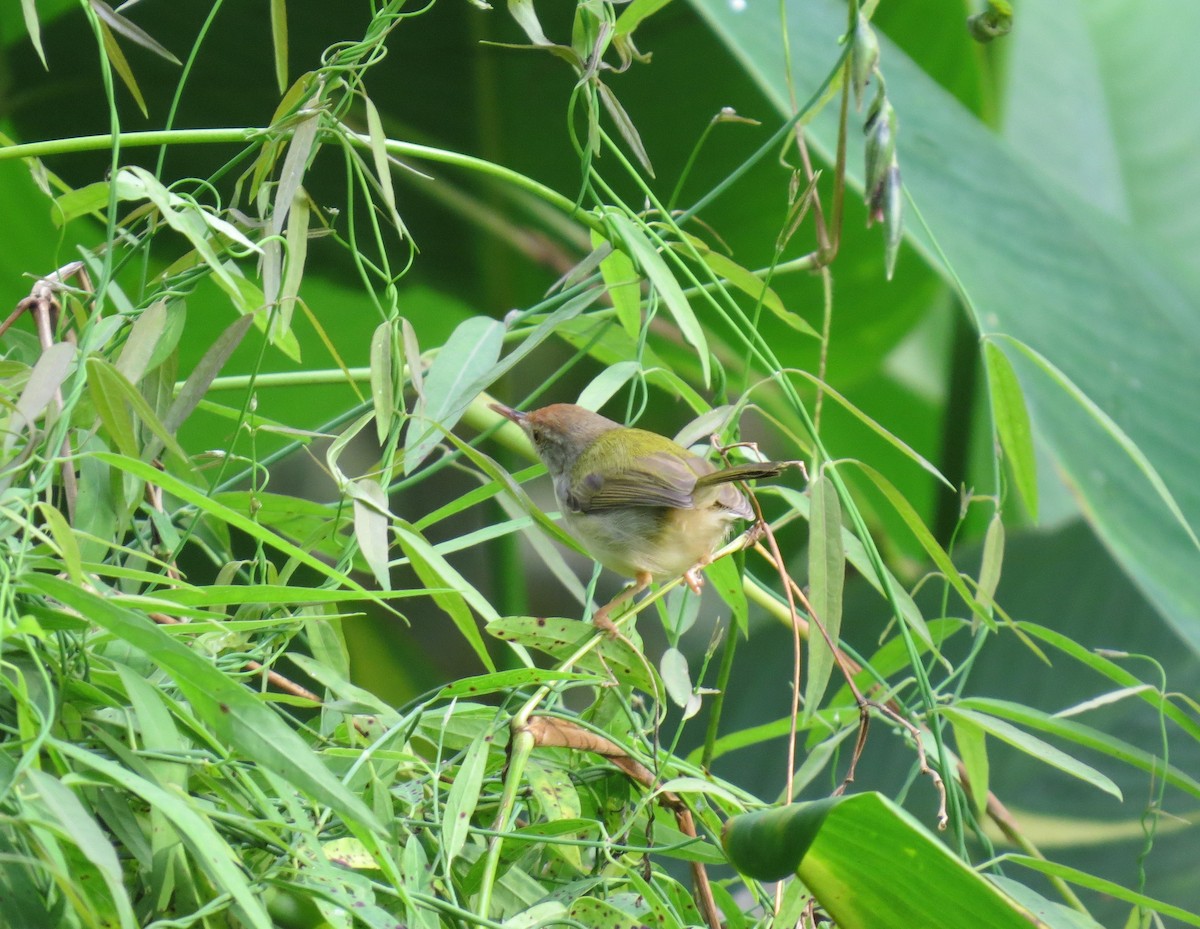 Common Tailorbird - ML534773461