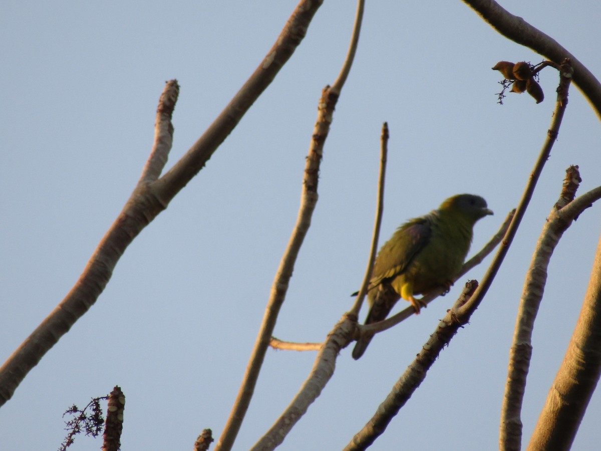 Orange-breasted Green-Pigeon - Chinmay Sawant