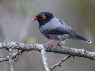  - Angola Helmetshrike