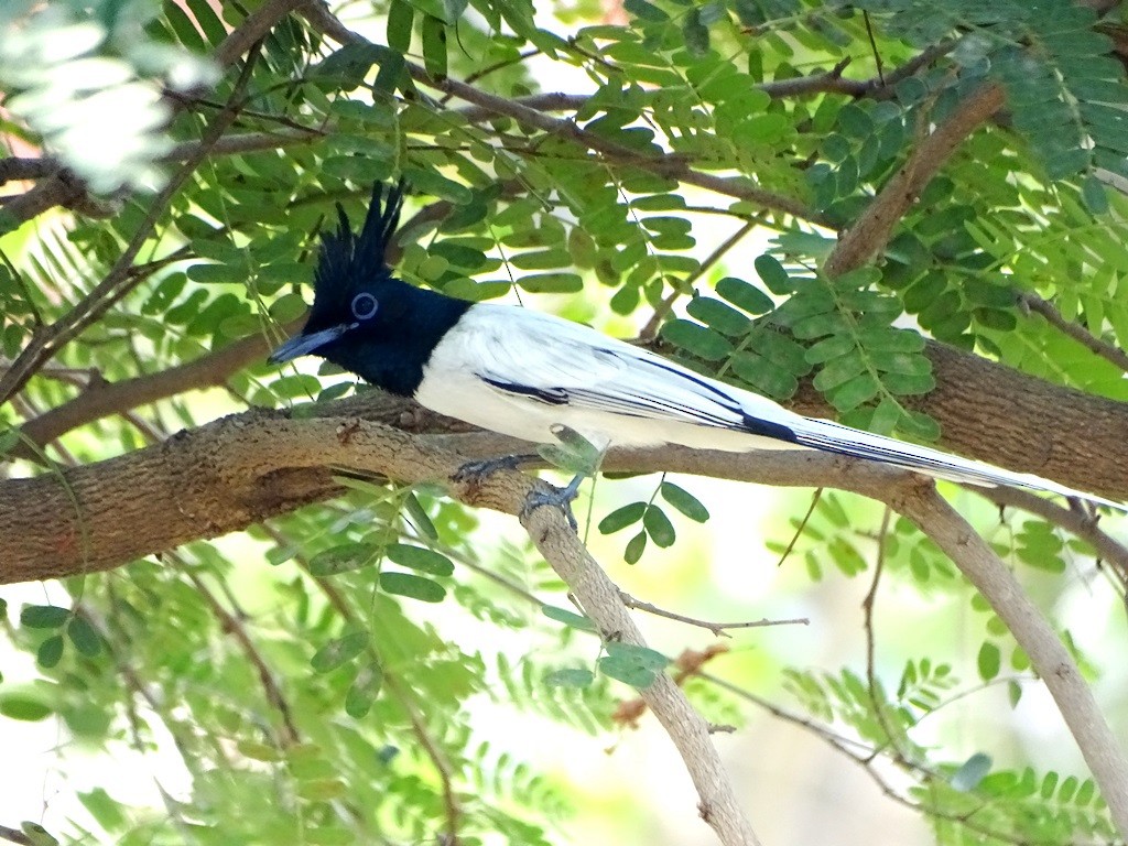 Indian Paradise-Flycatcher - Sreekumar Chirukandoth