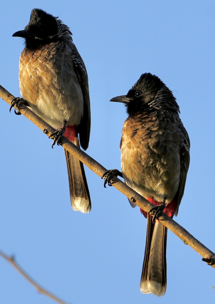 Red-vented Bulbul - ML534785201