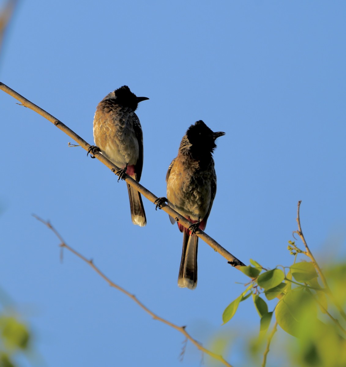 Red-vented Bulbul - ML534785211