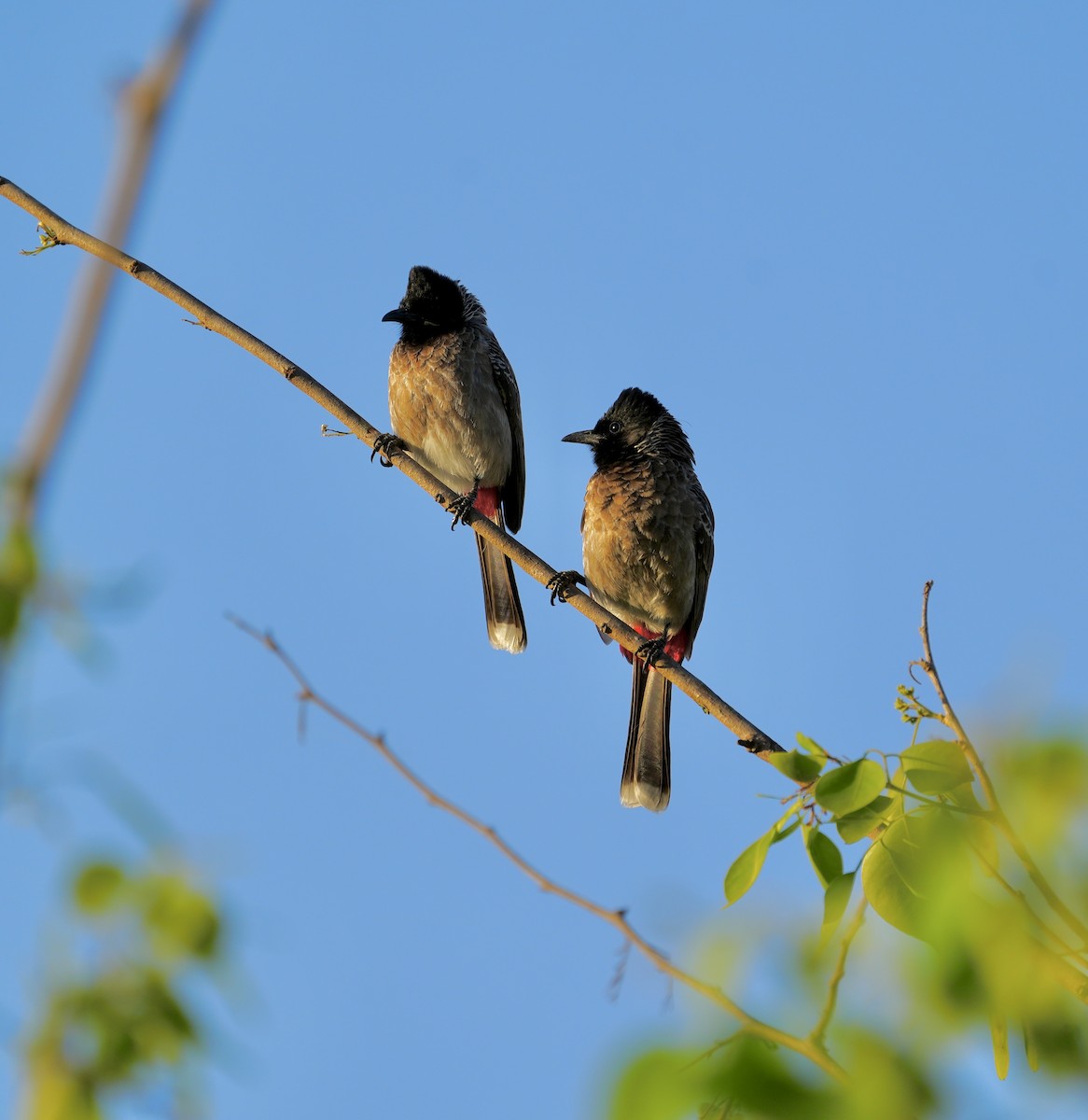 Red-vented Bulbul - ML534785231